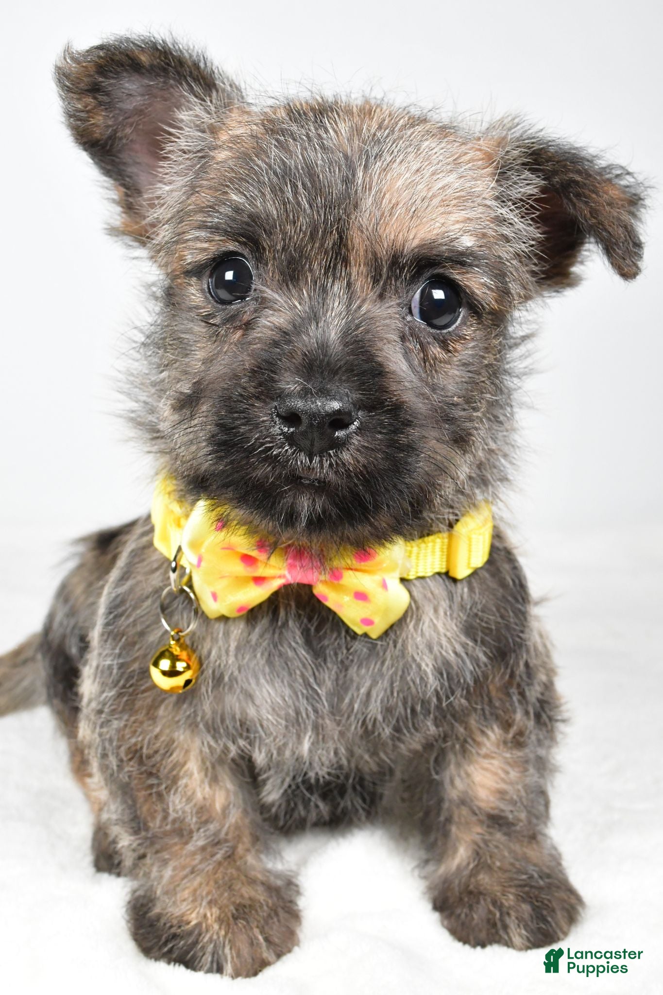 Cairn Terrier dogs Champion - Ad 2
