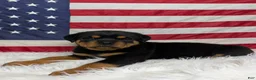 Rottweiler dogs for sale: Diesel - Ad 4