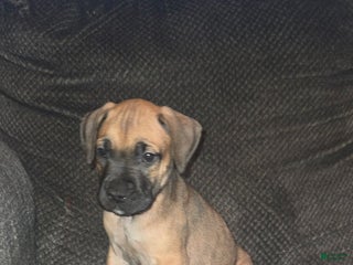 Cane Corso dogs Cane Corso Puppy 6 - Ad 41