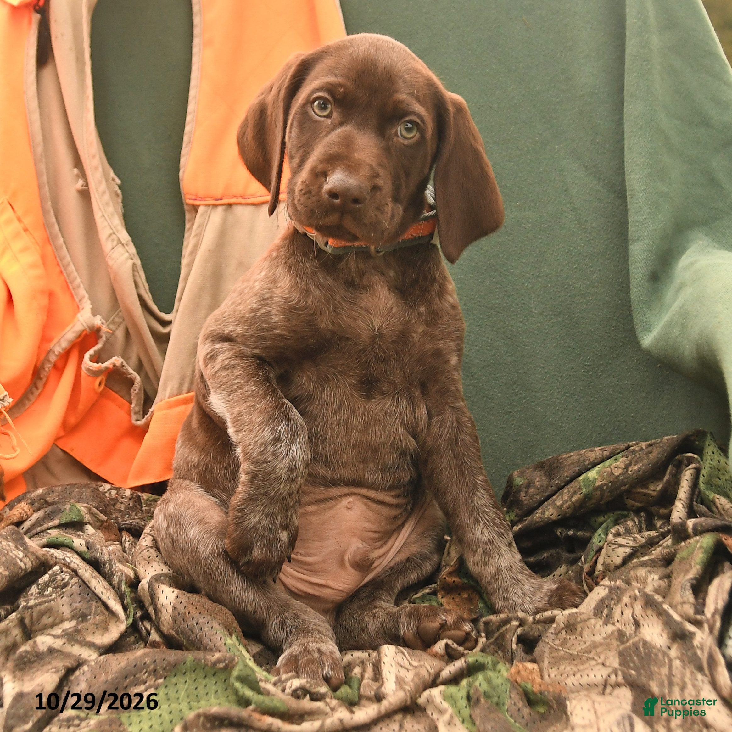 German Shorthaired Pointer dogs for sale: Shane - Ad 2
