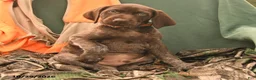 German Shorthaired Pointer dogs for sale: Shane - Ad 2