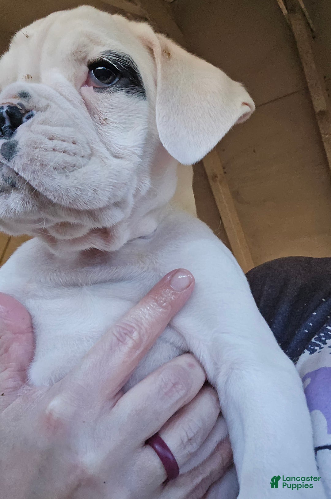 Boxer dogs for sale: Jack - Ad 2