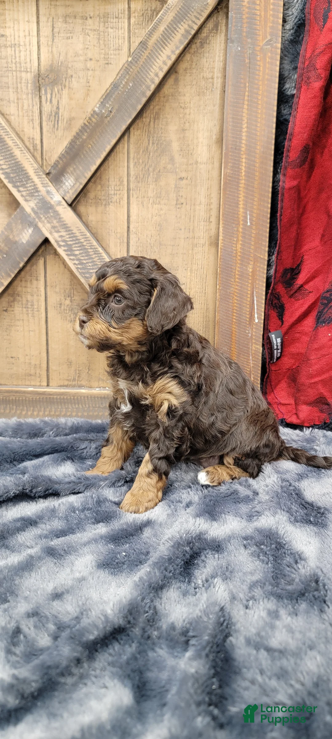 Cockapoo dogs for sale: Star - Ad 10