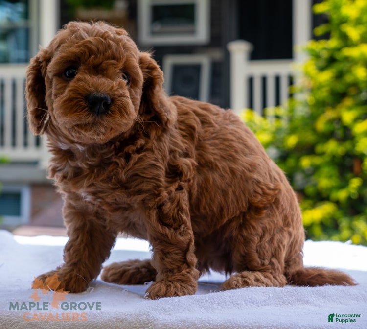Miniature Poodle dogs Pam - Ad 2