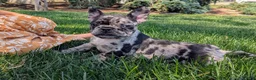 Frenchton dogs for sale: Frenchton Puppy 3 - Ad 3