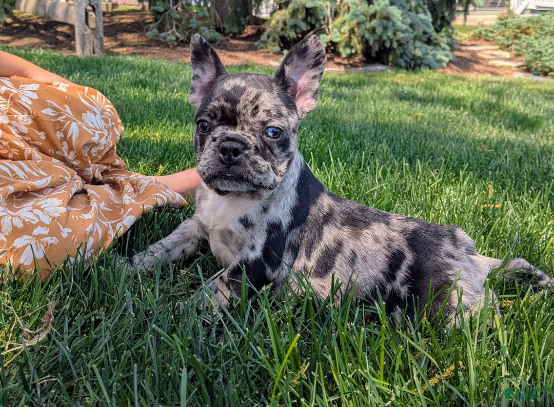 Frenchton dogs for sale: Frenchton Puppy 3 - Ad 3