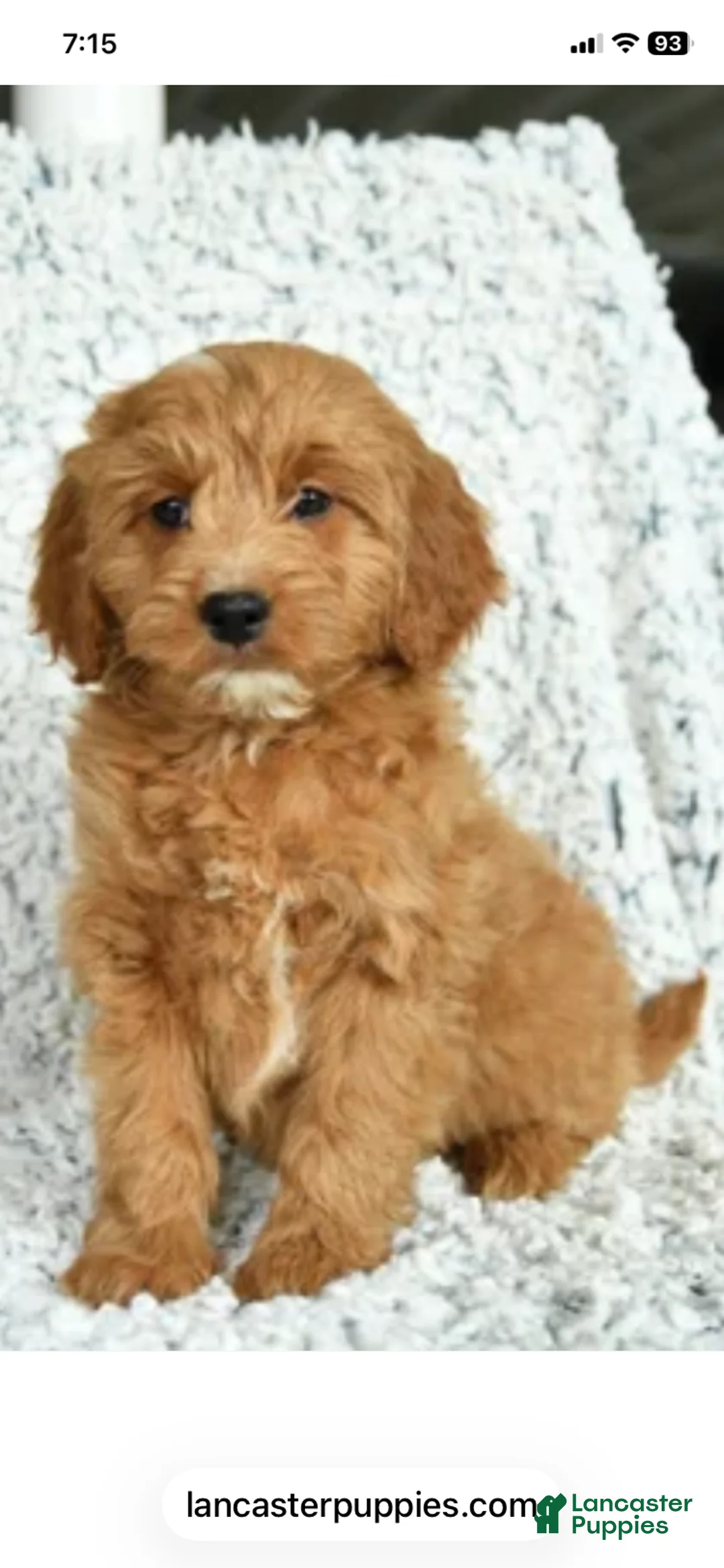 Mini Goldendoodle dogs for sale: Mini Goldendoodle  - Ad 7