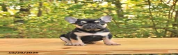 French Bulldog dogs for sale: Ace - Ad 4