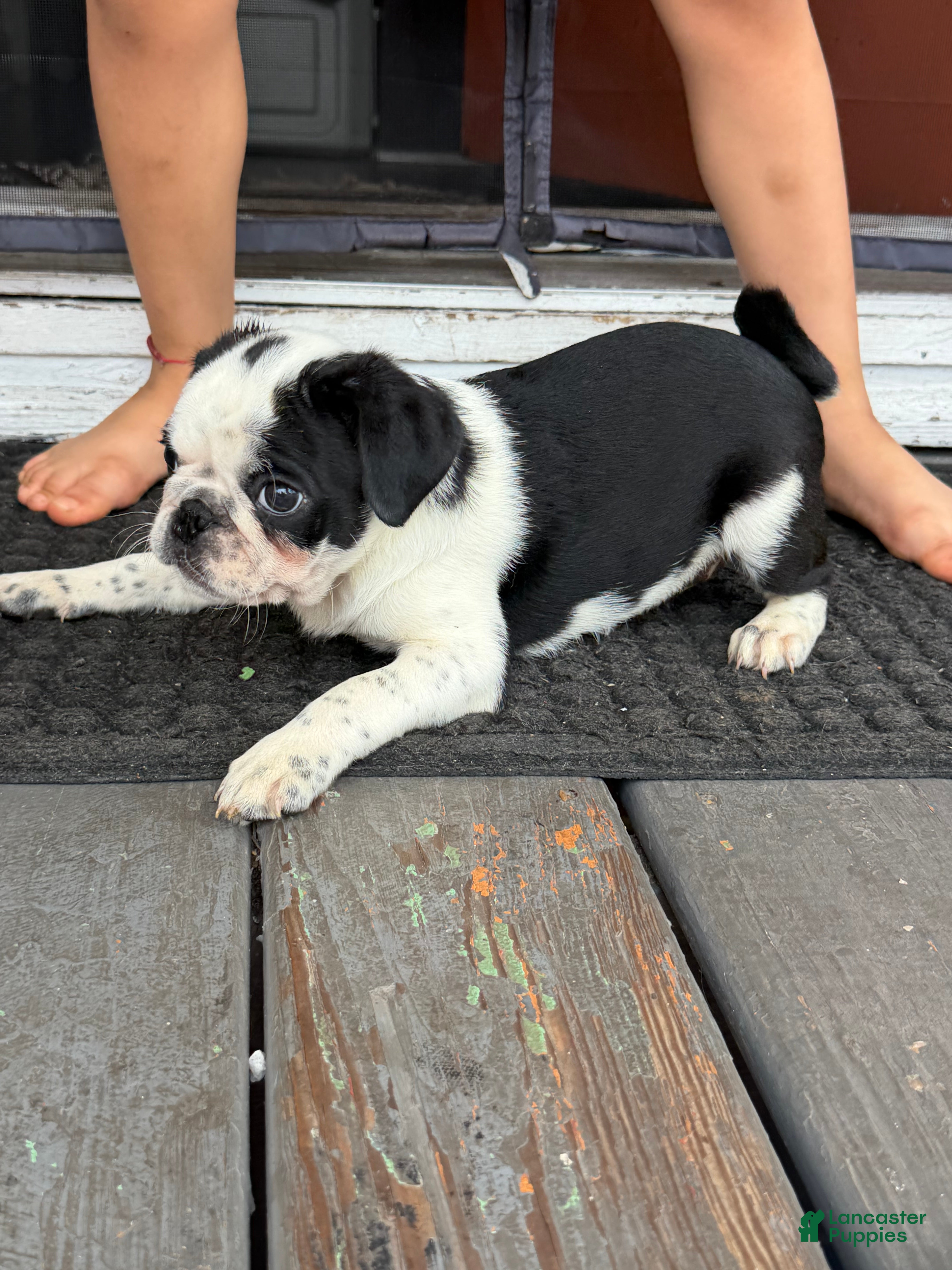 Pug dogs Pug Puppy 5 Apolo - Ad 1