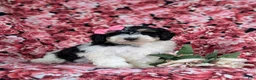 Bichpoo dogs for sale: Ginny - Ad 3