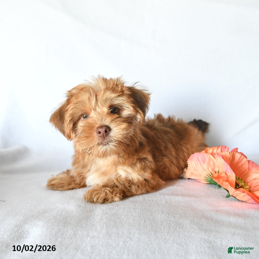 Yorkshire Terrier dogs Chelsey - Ad 2