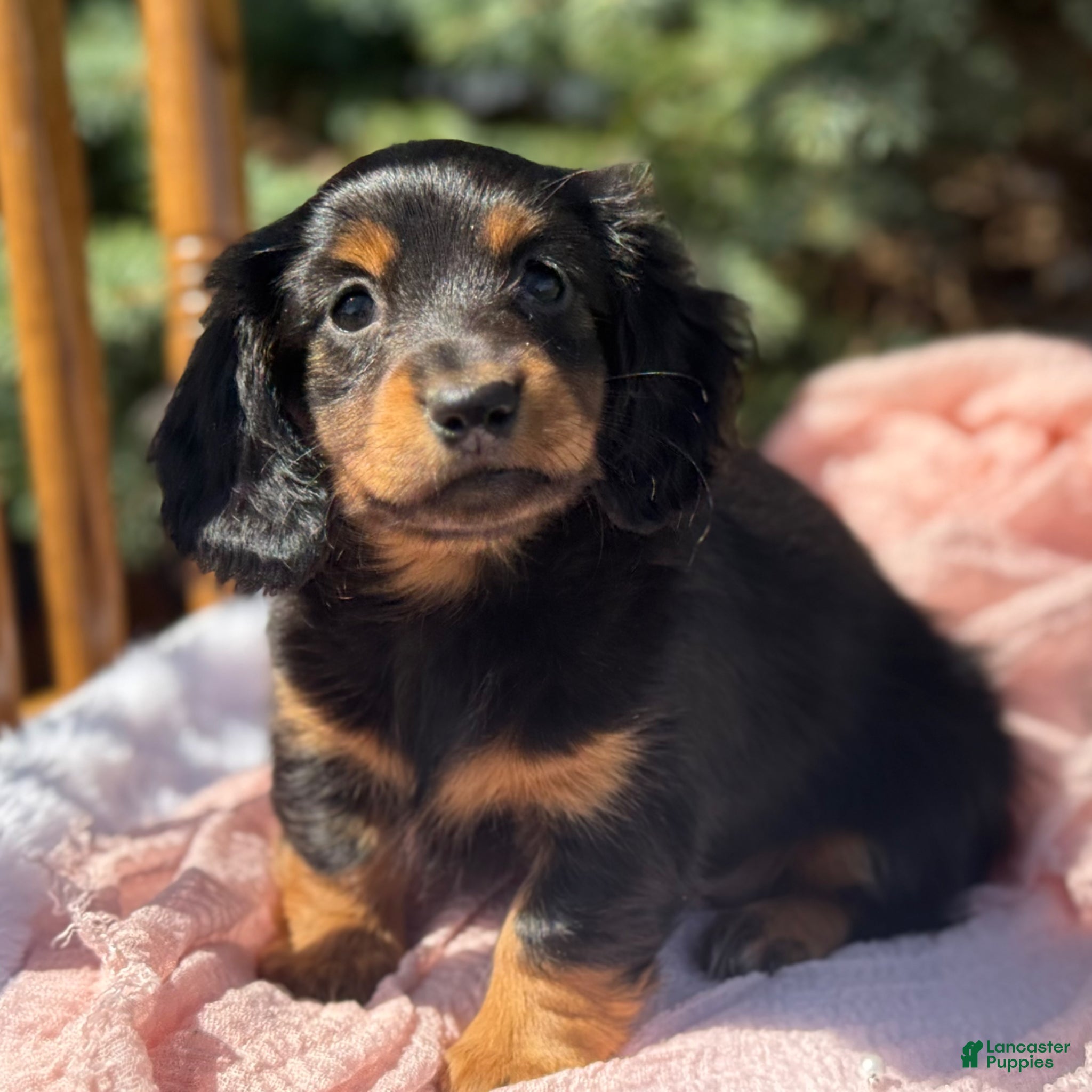 Miniature Dachshund dogs Bella - Ad 2
