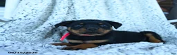 Rottweiler dogs for sale: Reese - Ad 3