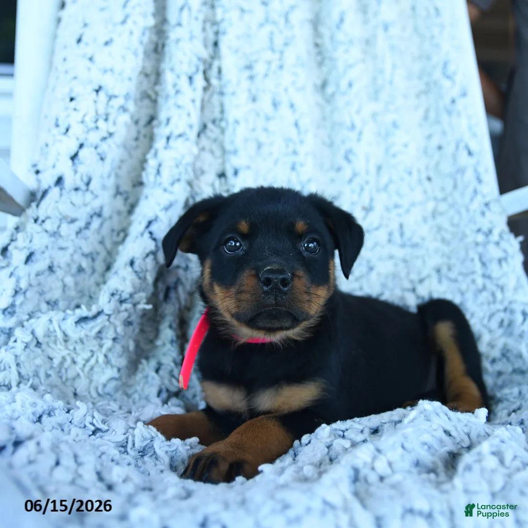 Rottweiler dogs for sale: Reese - Ad 3