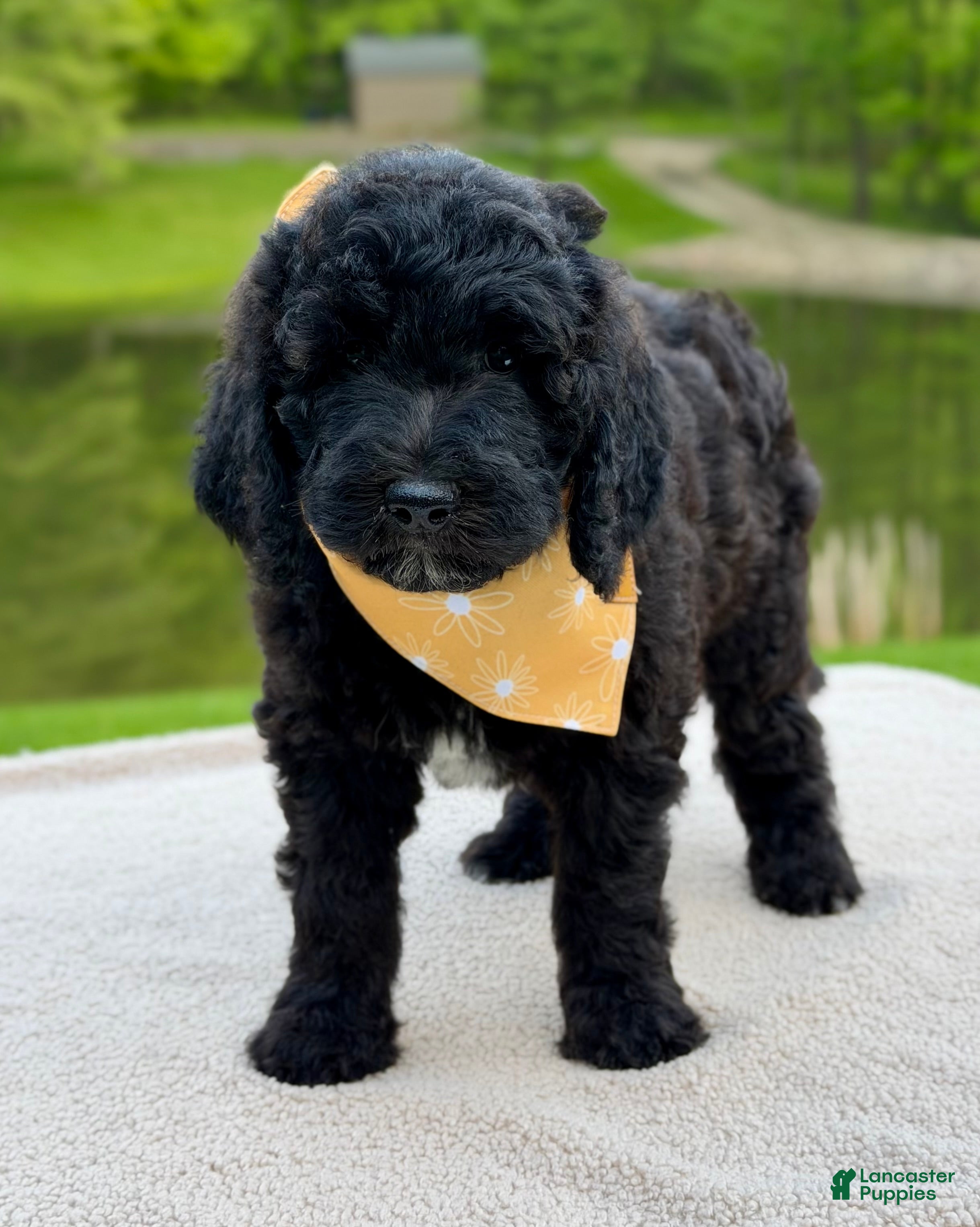 Goldendoodle dogs Willow  - Ad 2