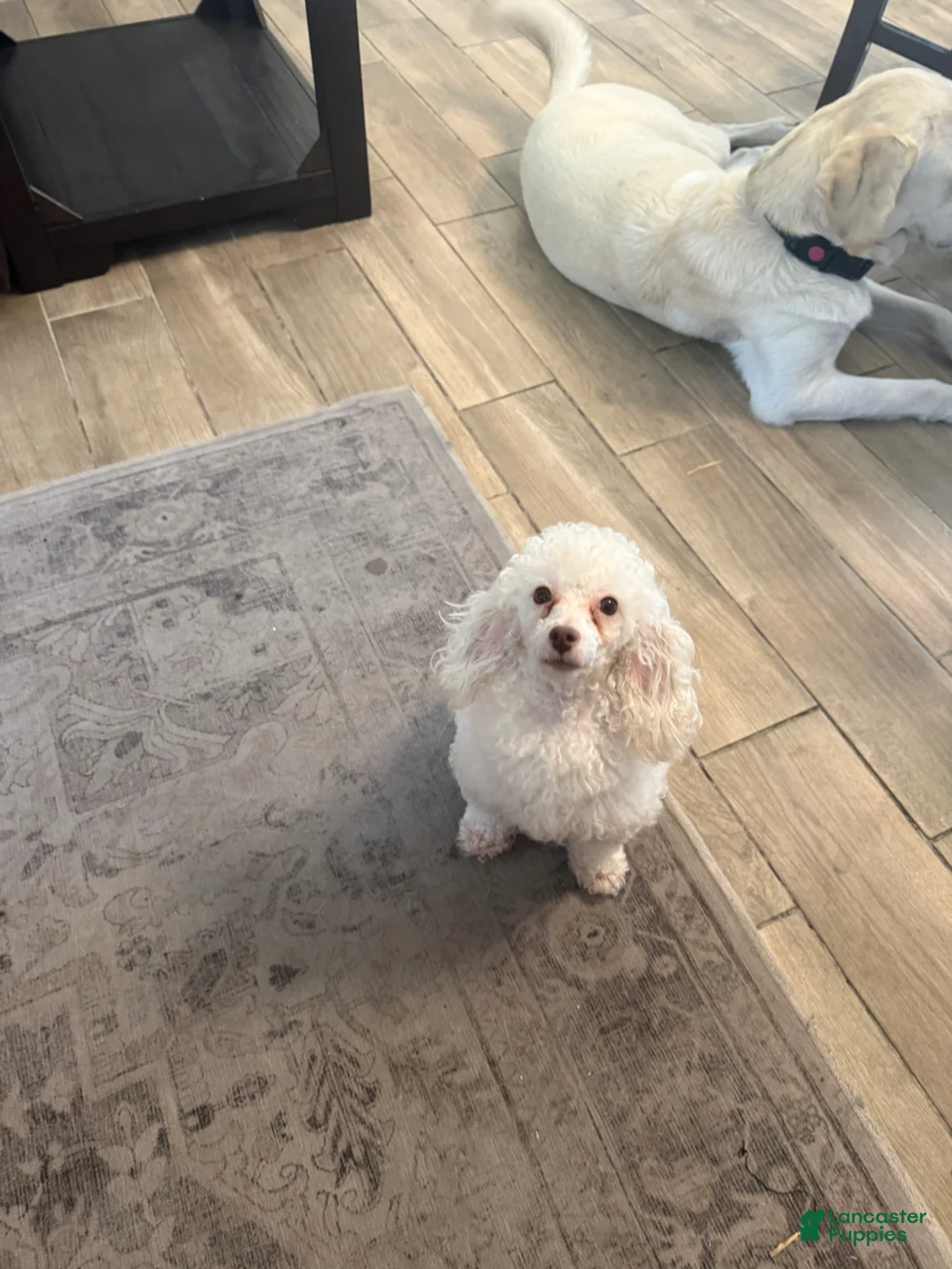 Toy Poodle dogs for sale: Beau - Ad 8