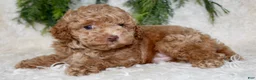 Toy Poodle dogs for sale: Toy Poodle 2 - Ad 5