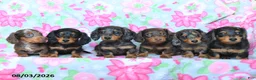 Dachshund dogs for sale: Candy - Ad 3