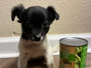 Chihuahua dogs Long Hair-Vera - Ad 19