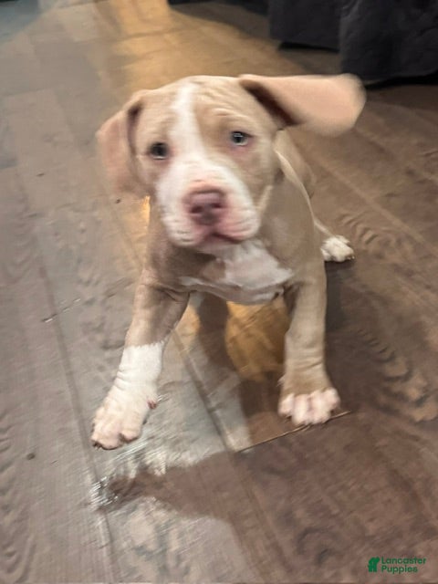 American Bully dogs Tourq - Ad 1