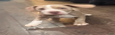 Tourq