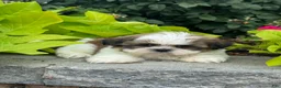 Shih Tzu dogs for sale: Shep - Ad 2