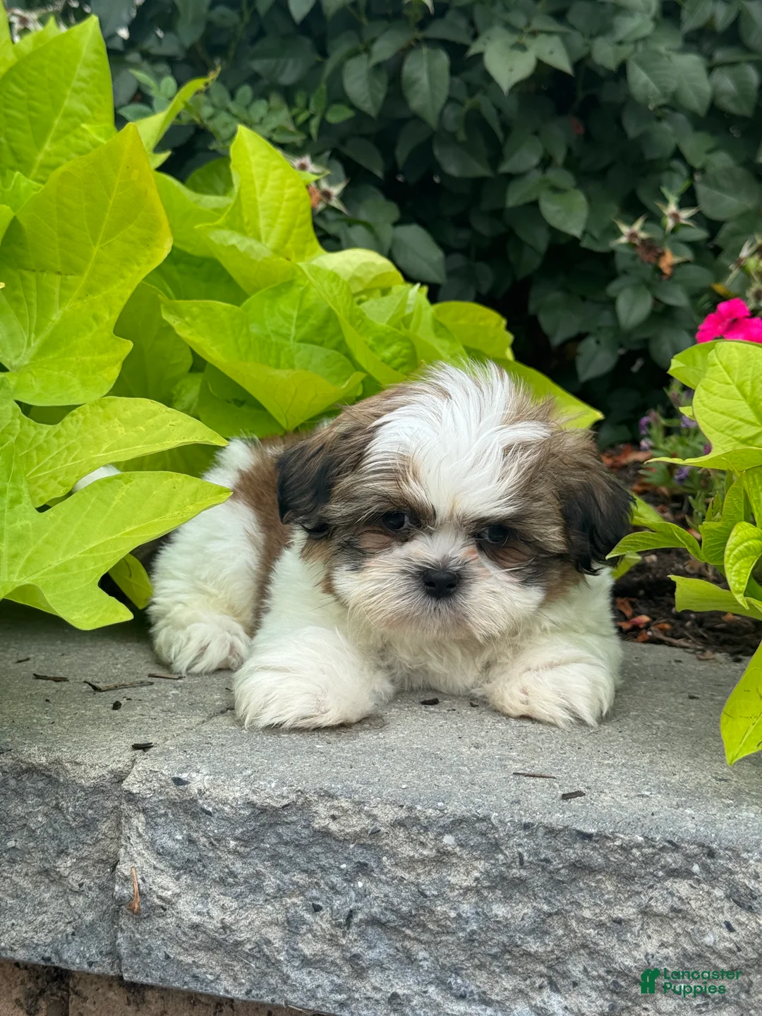 Shih Tzu dogs for sale: Shep - Ad 2