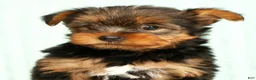 Yorkshire Terrier dogs for sale: Molly - Ad 9