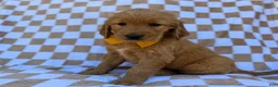 Golden Retriever dogs for sale: Mikey - Ad 5