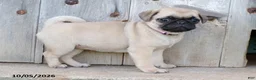 Pug dogs for sale: Dahlia - Ad 4