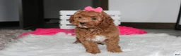 Cockapoo dogs for sale: Phoebe  - Ad 14