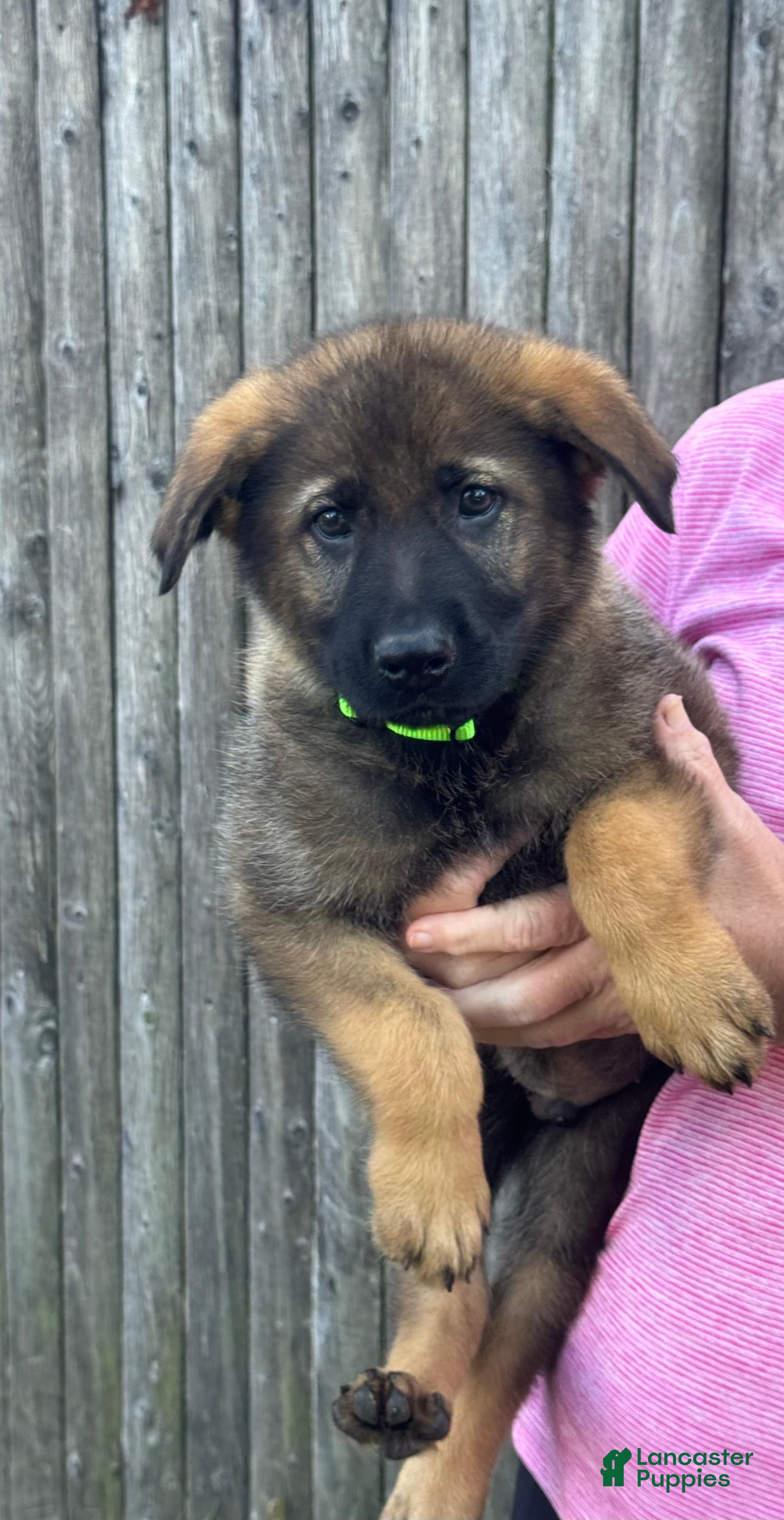 German Shepherd dogs Zeus - Ad 1