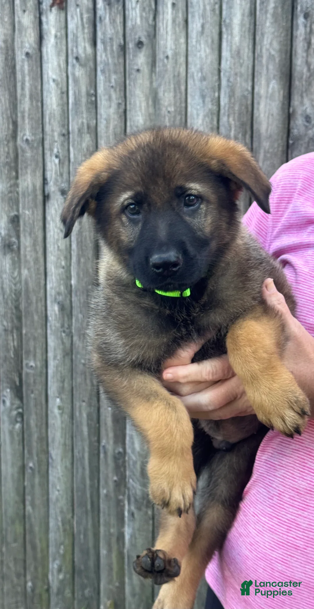 German Shepherd dogs for sale: Zeus - Ad 1