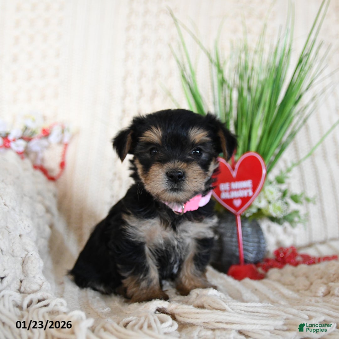Yorkshire Terrier dogs for sale: Lilly - Ad 1