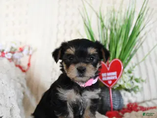 Yorkshire Terrier dogs Lilly - Ad 11