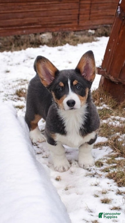 Welsh Corgi Pembroke dogs Apple Bluie - Ad 10