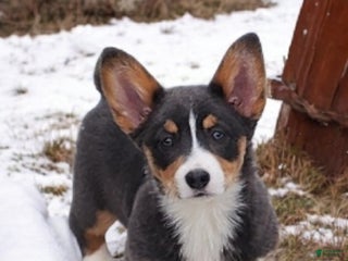 Welsh Corgi Pembroke dogs Apple Bluie - Ad 10