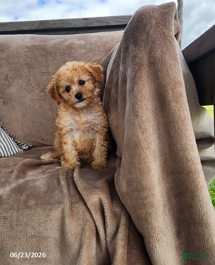 Toy Poodle dogs Penny - Ad 1