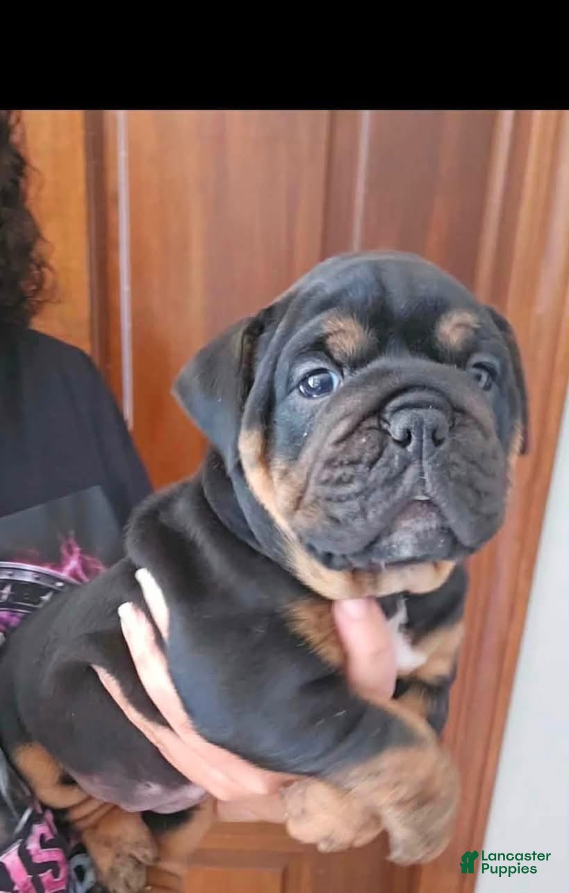 Olde English Bulldogge dogs Black tri female  - Ad 36
