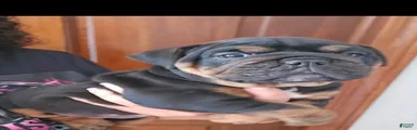 Black tri female 
