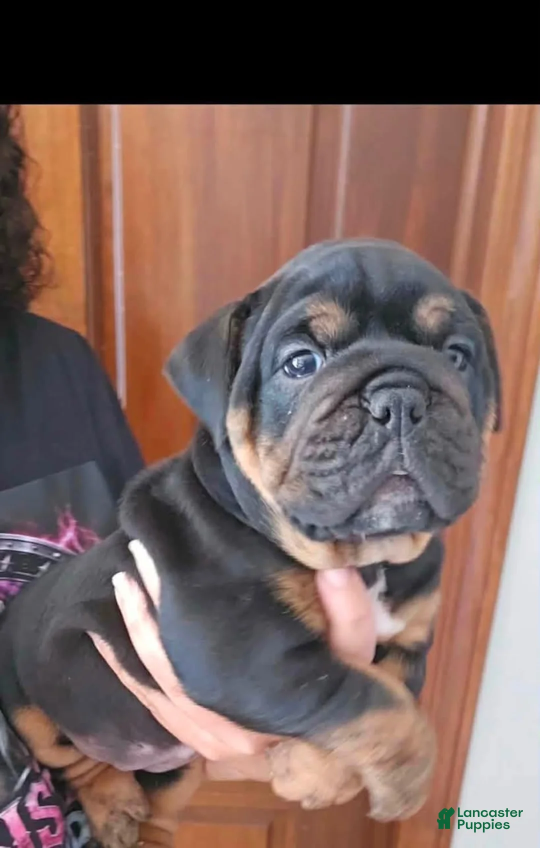 Olde English Bulldogge dogs for sale: Black tri female  - Ad 1