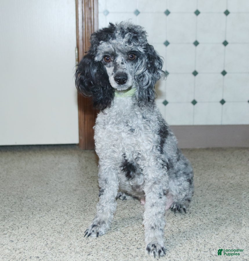 Miniature Poodle dogs for sale: Mocha - Ad 6