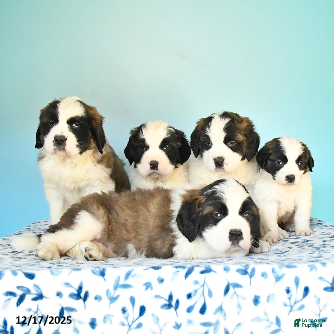 Saint Bernard dogs for sale: Clara - Ad 2