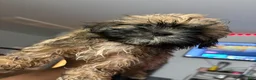 Shih Tzu dogs for sale: Bear - Ad 1