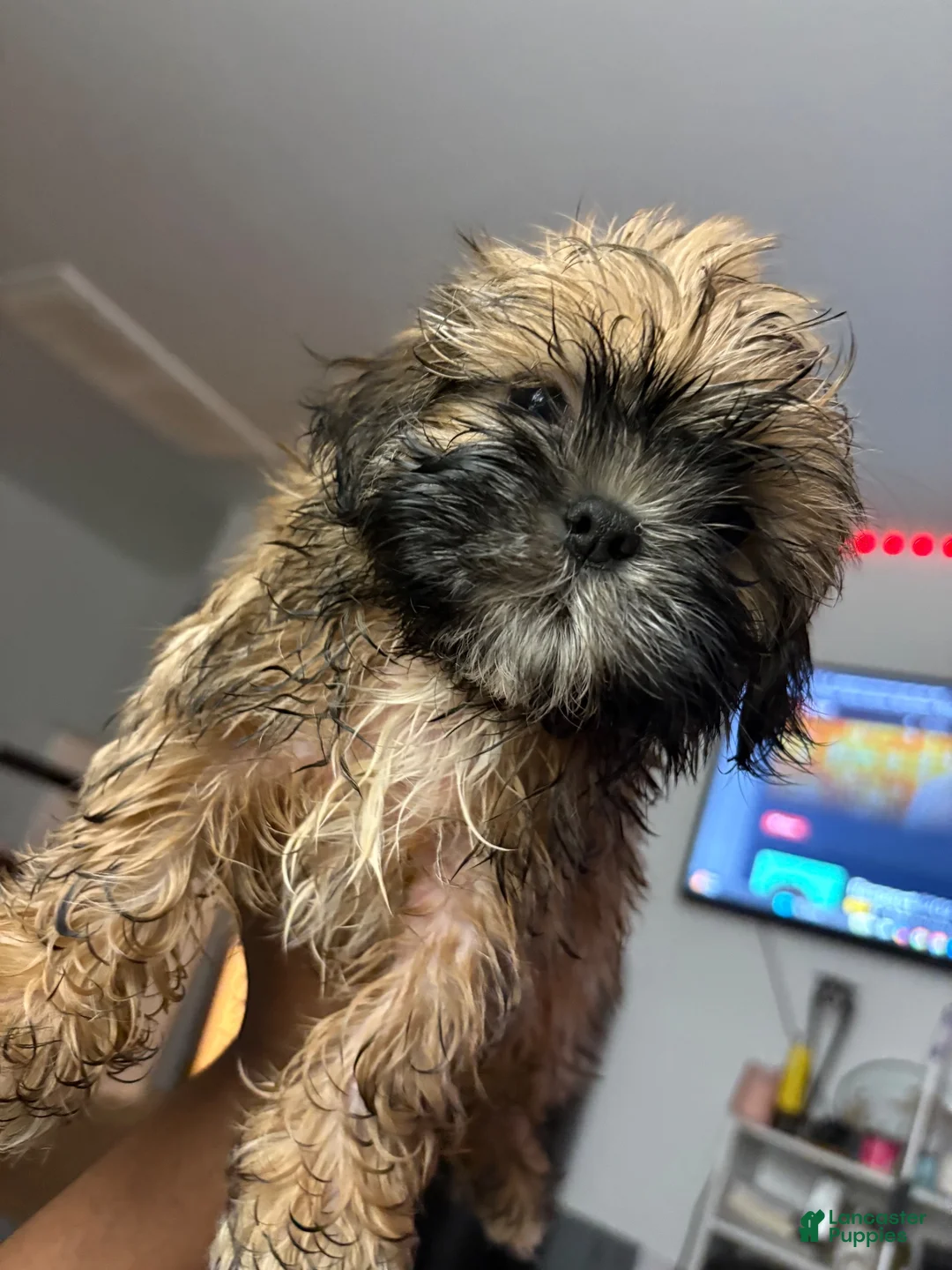 Shih Tzu dogs for sale: Bear - Ad 1