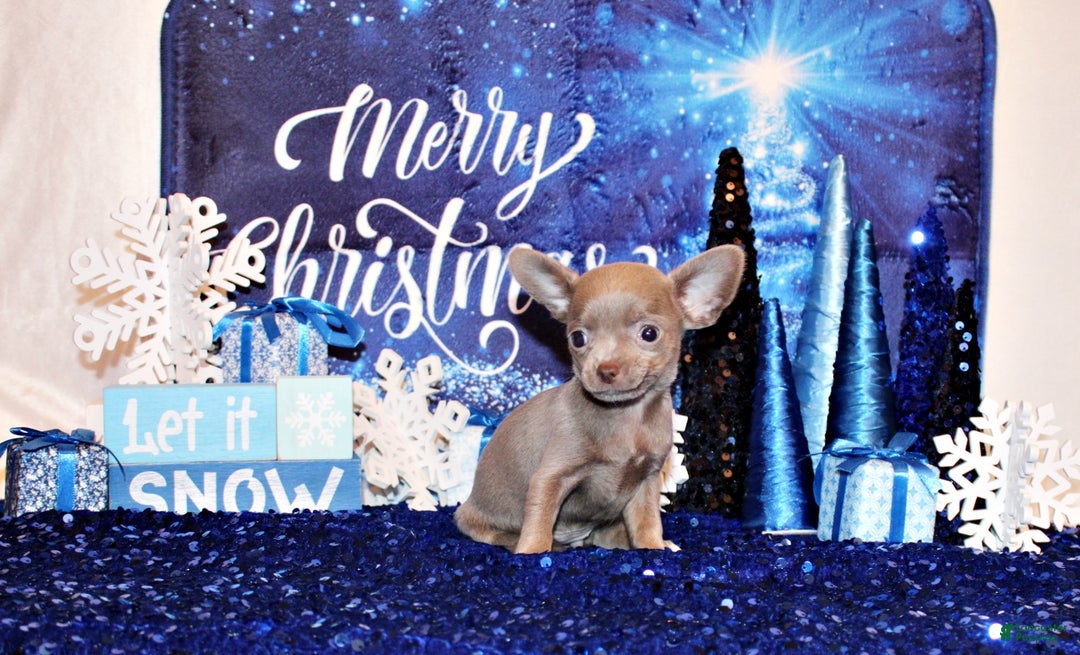 Chihuahua dogs for sale: Xola - Ad 2