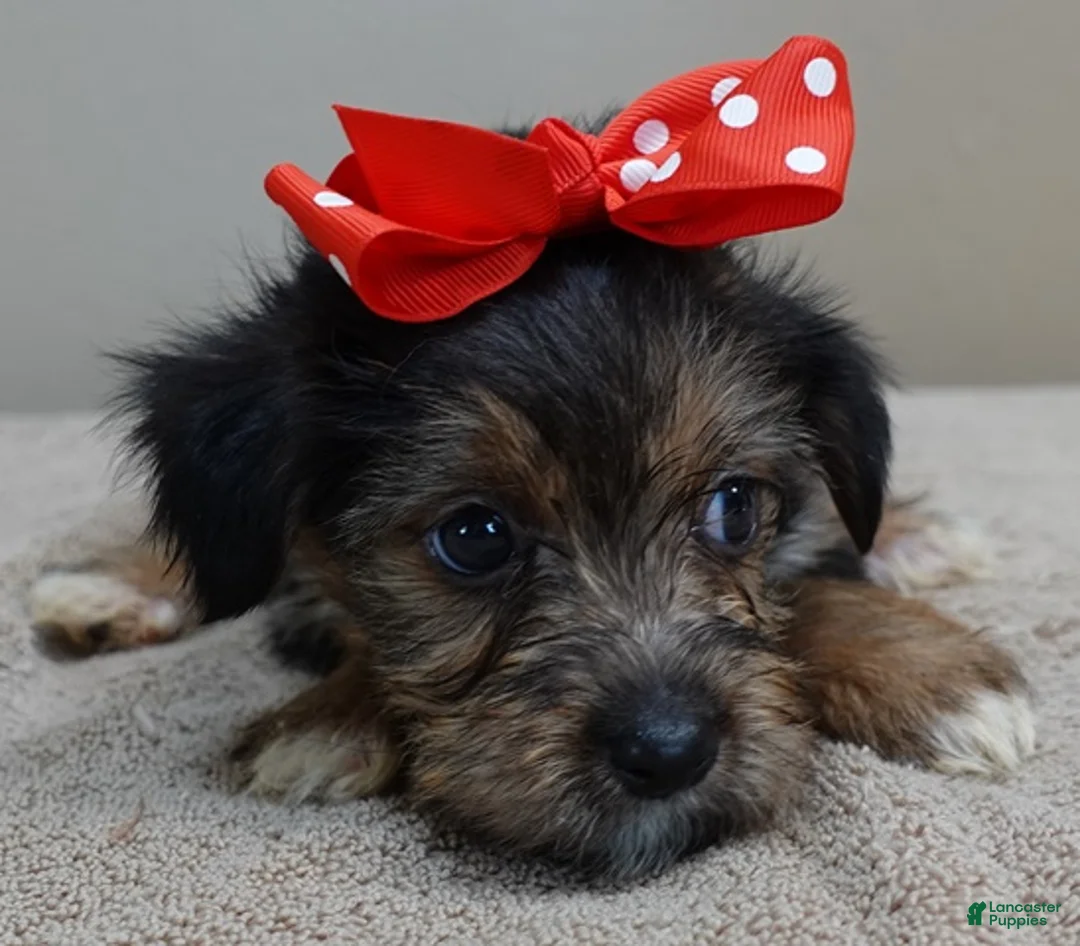 Yorkshire Terrier dogs for sale: Rio  - Ad 2