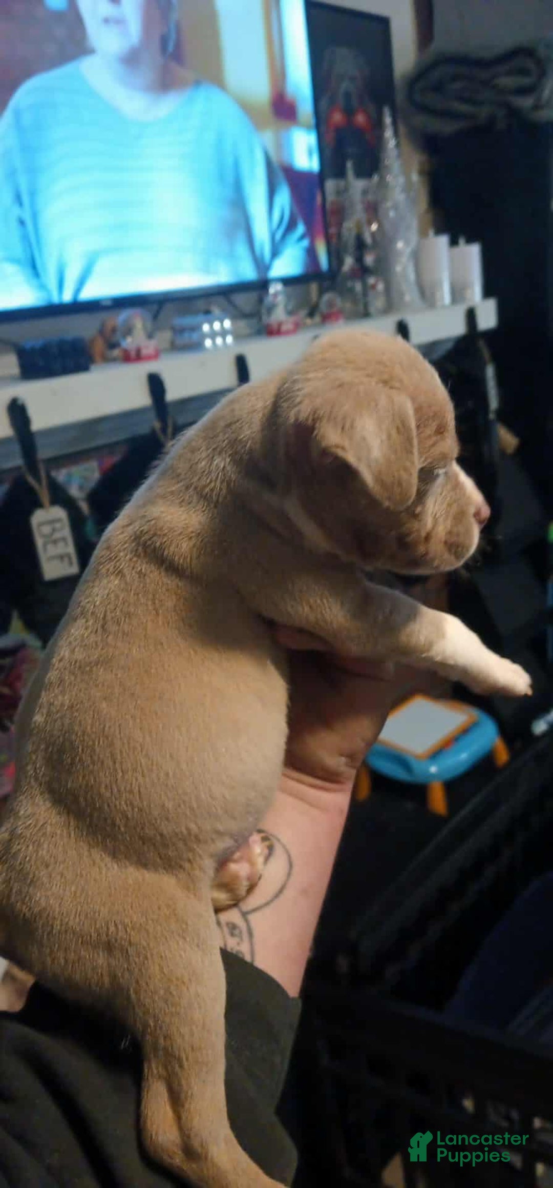 American Bully dogs for sale: American Bully Puppy 1 - Ad 3