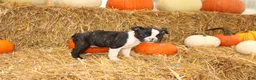Boston Terrier dogs for sale: Justin - Ad 3