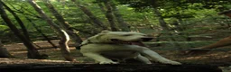 Dogo Argentino dogs for sale: Green male  - Ad 23